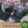 ブライトウェル　【挿し木２年生苗】　10本セット　ブルーベリー苗木　ブルーベリー　苗木　挿し木