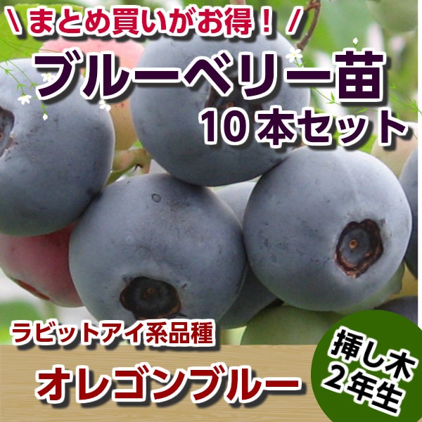 オレゴンブルー 【挿し木2年生苗】 10本セット ブルーベリー苗木
