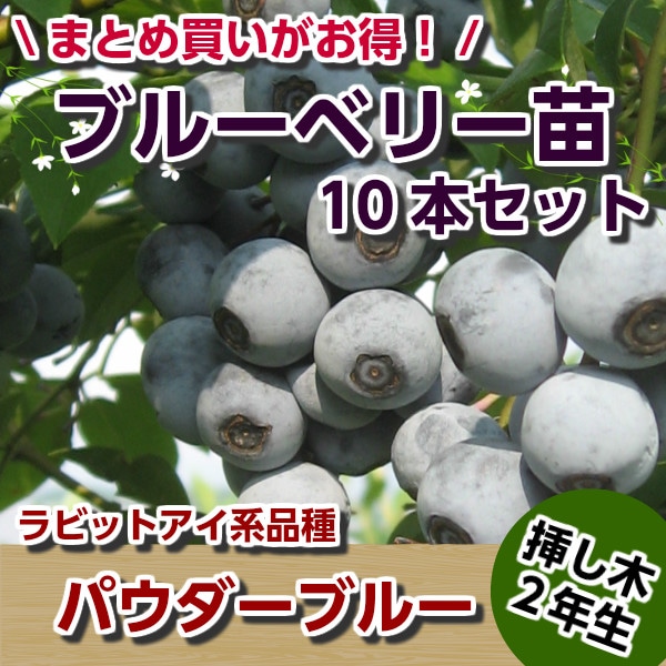 �ѥ������֥롼�����ޤ��ڣ�ǯ���ġۡ������ܥ��åȡ��֥롼�٥꡼���ڡ��֥롼�٥꡼�����ڡ��ޤ���