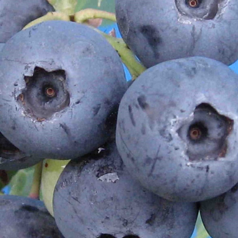 �����ꥢ�����ޤ��ڣ�ǯ���ġ�5��ݥåȡ��֥롼�٥꡼���ڡ��֥롼�٥꡼�������ڡ��ޤ���