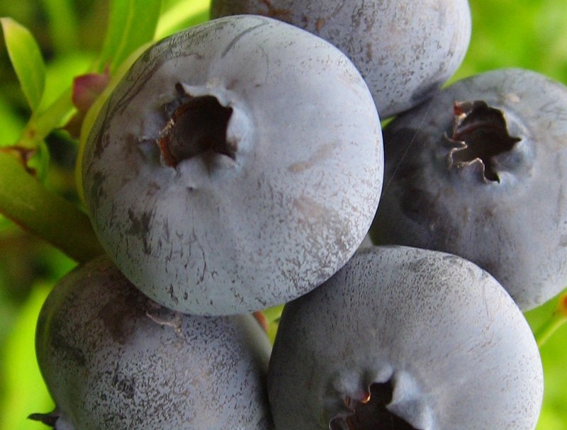 �Ρ����֥롼�����ޤ���3��4ǯ�������ڡ�10.5������ݥåȡ��֥롼�٥꡼���ڡ��֥롼�٥꡼�����ڡ��ޤ���