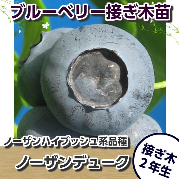 ͽ������ȯ����11����ˡ��Ρ�����ǥ塼�����ܤ��ڣ�ǯ���ġ��֥롼�٥꡼���ڡ��֥롼�٥꡼�����ڡ��ܤ��ڡ�����