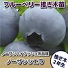 予約制（発送は11月〜）ノーザンシェラ　接ぎ木２年生苗　ブルーベリー苗木　ブルーベリー　苗木　接ぎ木　接木