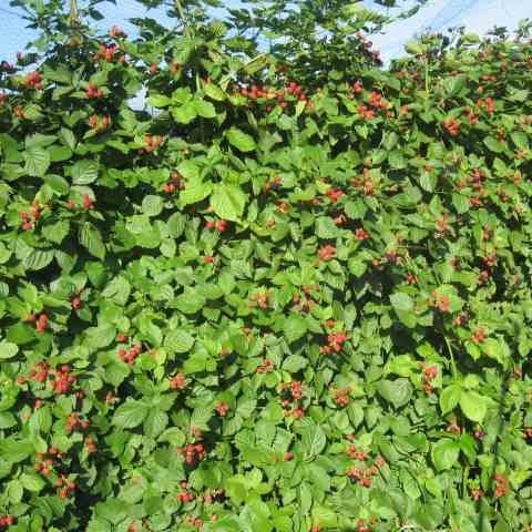 ぽんた様専用 ブラックベリー トリプルクラウン 生食1.2㌔ (クール便