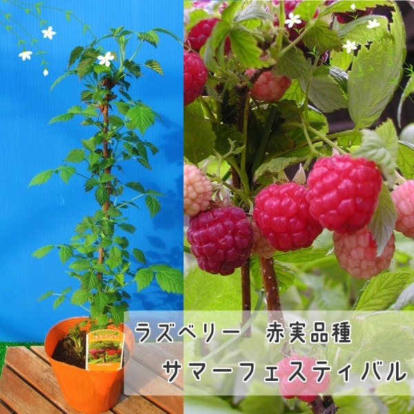 ラズベリー サマーフェスティバル 赤実品種 ポット苗 | □ラズベリー