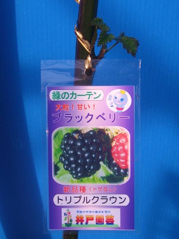 2025年新苗 ブラックベリー《トリプルクラウン》【地掘り大株苗5号鉢