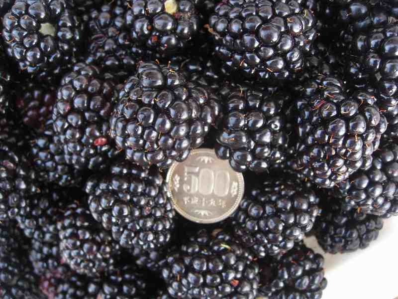 ブラックベリー・トリプルクラウン大株 苗木 ブラックベリーの苗木 トリプルクラウン【果樹の苗 12cmポット 1