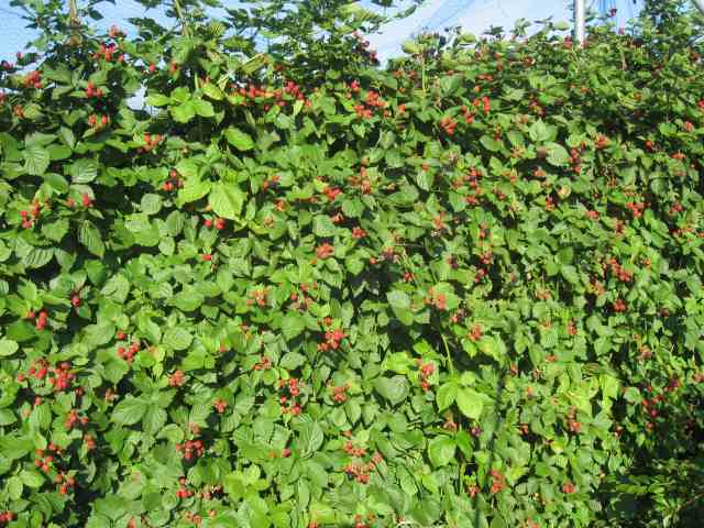 朧月夜様専用 ブラックベリートリプルクラウン 生食 クール便対応 1.2
