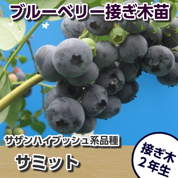 サミット 【接ぎ木2年生苗】 ブルーベリー苗木 ブルーベリー 苗木