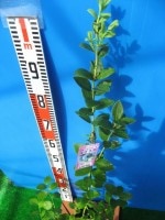 予約制（発送は11月〜）　サミット　【接ぎ木２年生苗】　ブルーベリー苗木　ブルーベリー　苗木　接ぎ木　接木