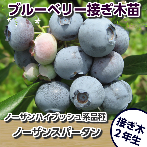 ノーザンスパータン 接ぎ木2年生苗 ブルーベリー苗木