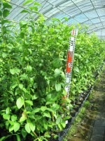ノーザンスパータン　接ぎ木２年生苗　ブルーベリー苗木　ブルーベリー　苗木　接ぎ木　接木