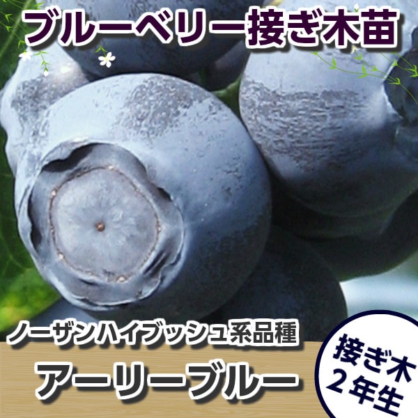 ͽ������ȯ����11����˥����꡼�֥롼���ܤ��ڣ�ǯ���ġ��֥롼�٥꡼���ڡ��֥롼�٥꡼�����ڡ��ܤ��ڡ�����