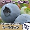ケープフェアー 接ぎ木２年生苗　ブルーベリー苗木　ブルーベリー　苗木　接ぎ木　接木