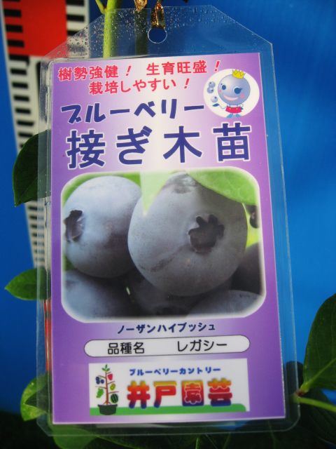 予約制（発送は11月～）レガシー 接ぎ木2年生苗 ブルーベリー苗木