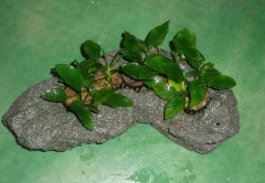 �����롪����򿢤����ޤޤǥ쥤�������ѹ��Ǥ��롡�ץ��ƥ��� ���å��������ʡ�