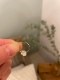 ＜Treasured Friends＞HerkimerHoopPierce M