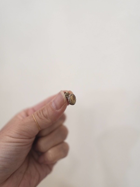 ＜Indian Jewelry＞jasper pierce