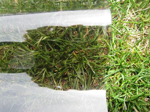 ֥󥺡졼Ⱦ 63ȡݥꥫġ1.0mm720mmĹ610ܡ638/ܡǹ 󥷡3