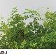 PCSP-660T��2mm����Ʃ�����Ѹ�(ξ��)���졼�ɡ��ݥꥫʿ�ġ��������󥷡������������������åȡ�0.5m2��3.5m2��8,470��/m2���ǹ�)
