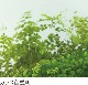 PCSP-642T��3mm�������饹��Ʃ�����Ѹ�(ξ��)���졼�ɡ��ݥꥫʿ�ġ��������󥷡������������������åȡ�0.5m2��6.0m2��12,650��/m2���ǹ�)