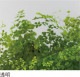 PCSP-660T��3mm����Ʃ�����Ѹ�(ξ��)���졼�ɡ��ݥꥫʿ�ġ��������󥷡������������������åȡ�0.5m2��8.0m2��11,660��/m2���ǹ�)