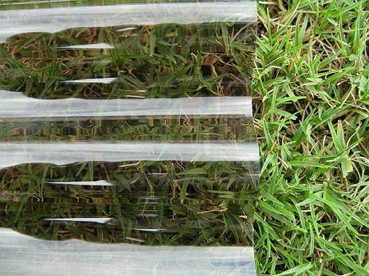 ֥󥺡Ŵľ 32ȡݥꥫġ0.7mm655mmĹ612ܡ275/ܡǹ 󥷡10祻å