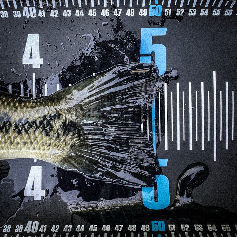 �ե��å��󥰥᥸�㡼(60cm)