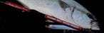 MC works' /�쥤���󥰥֥�RB95XZ-TRIDENT�����ڥ�����ǥ�