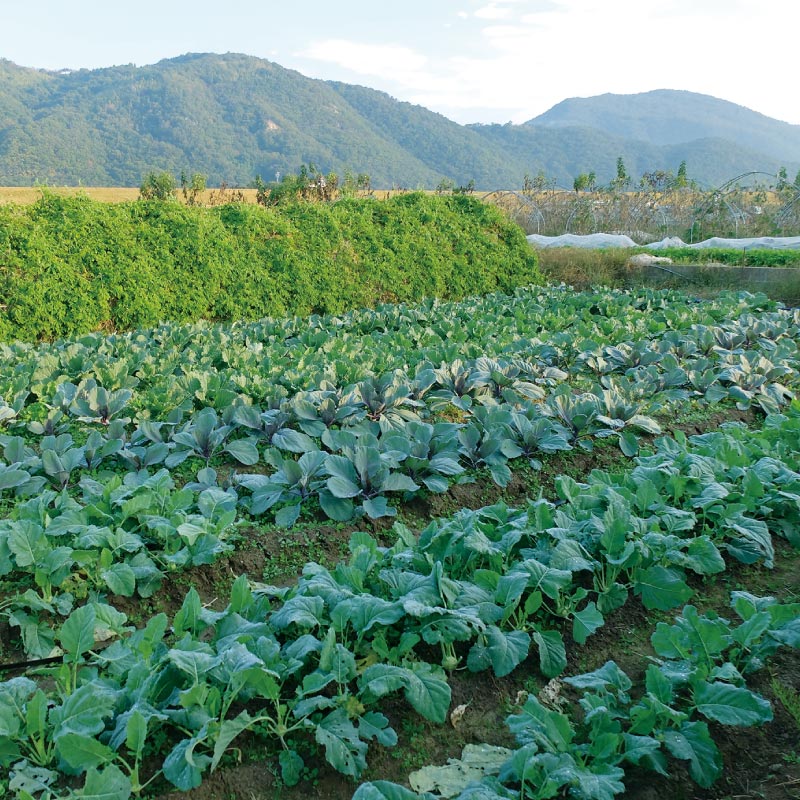 NEW おまかせ野菜セット　おすそわけ　月１回　（送料込）