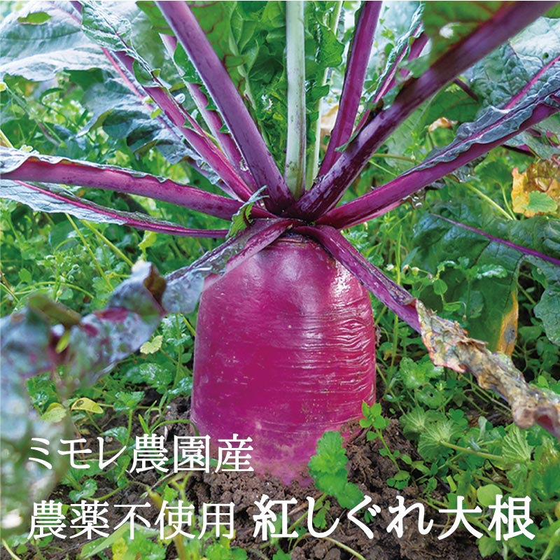 乾燥野菜 紅しぐれの 切り干し大根 ３５ｇ ミモレ農園マルシェ ミモレ農園 乾燥野菜 ひのきの森 By Bmd