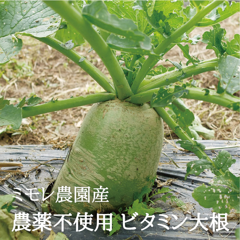 乾燥野菜 ビタミン大根 ３５ｇ ミモレ農園マルシェ ミモレ農園 乾燥野菜 ひのきの森 By Bmd