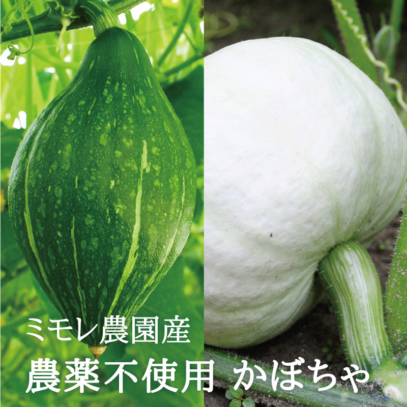 by　【ミモレ農園マルシェ】　ひのきの森　かぼちゃポタージュ　食品,お野菜スープ　５袋セット　お野菜を食べるスープ　BMD