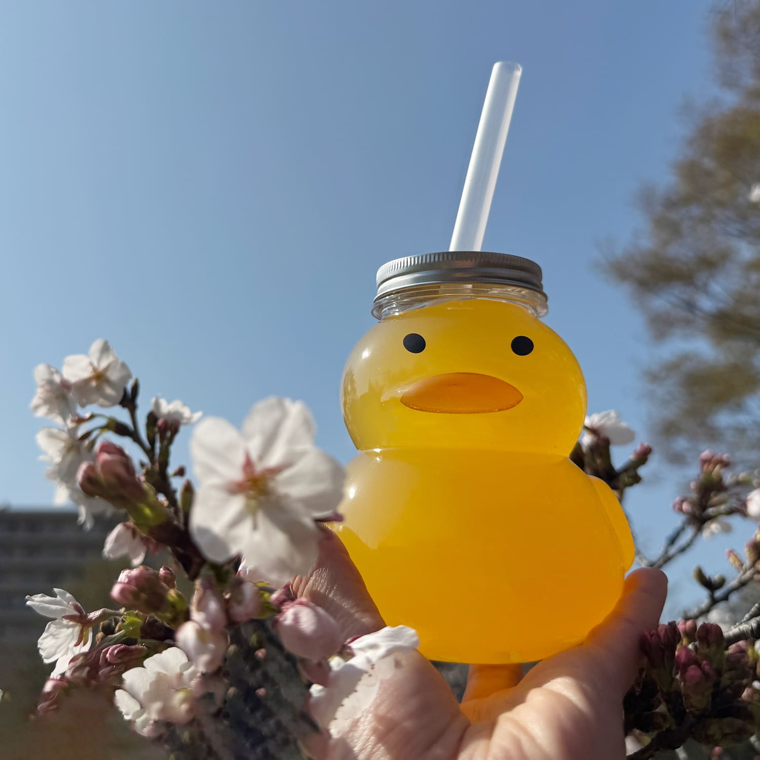 ドリンクボトル 470ml アヒル タピオカストロー/フタ付き 50個