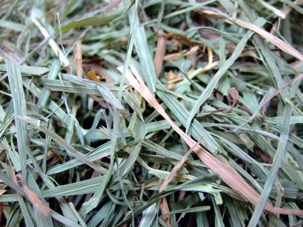 APD（アメリカンペットダイナー） チモシーゴールドヘイ（2番刈り