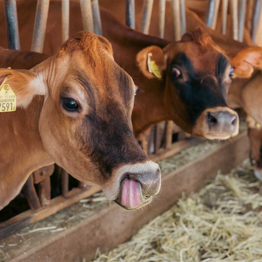 ˸㲹ݵ100ml3ܡ衼ȣܡۥäȡޥäȡˤ100ɥ