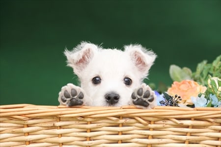 �ڱ�֤Τߡۥ�����󡡺����ܼ�說����9��ܶ�����ͽ�ɡ����ʥ�������