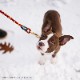 եե/Flowfold Recycled Climbing Rope - 4ft Dog Leash ꥵ륯饤ߥ󥰥סեեȡɥå꡼