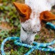 եե/Flowfold Recycled Climbing Rope - 4ft Dog Leash ꥵ륯饤ߥ󥰥סեեȡɥå꡼