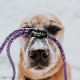 եե/Flowfold Recycled Climbing Rope - 4ft Dog Leash ꥵ륯饤ߥ󥰥סեեȡɥå꡼