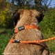 եե/Flowfold Recycled Climbing Rope - 6ft Dog Leash ꥵ륯饤ߥ󥰥סåեȡɥå꡼