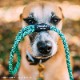 եե/Flowfold Recycled Climbing Rope - 6ft Dog Leash ꥵ륯饤ߥ󥰥סåեȡɥå꡼