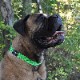 եե/Flowfold Recycled Rope Dog Collar - Large ꥵ ɥå顼 顼