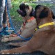 եե/Flowfold Recycled Rope Dog Collar - Large ꥵ ɥå顼 顼