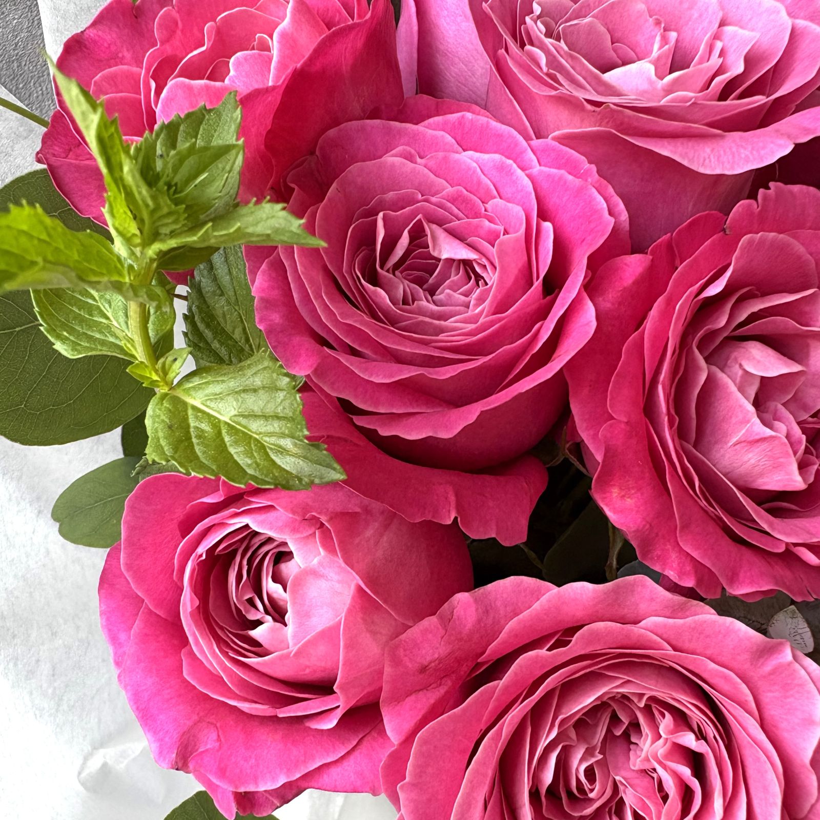 12月お届け｜12本のバラのブーケ｜deep Pink