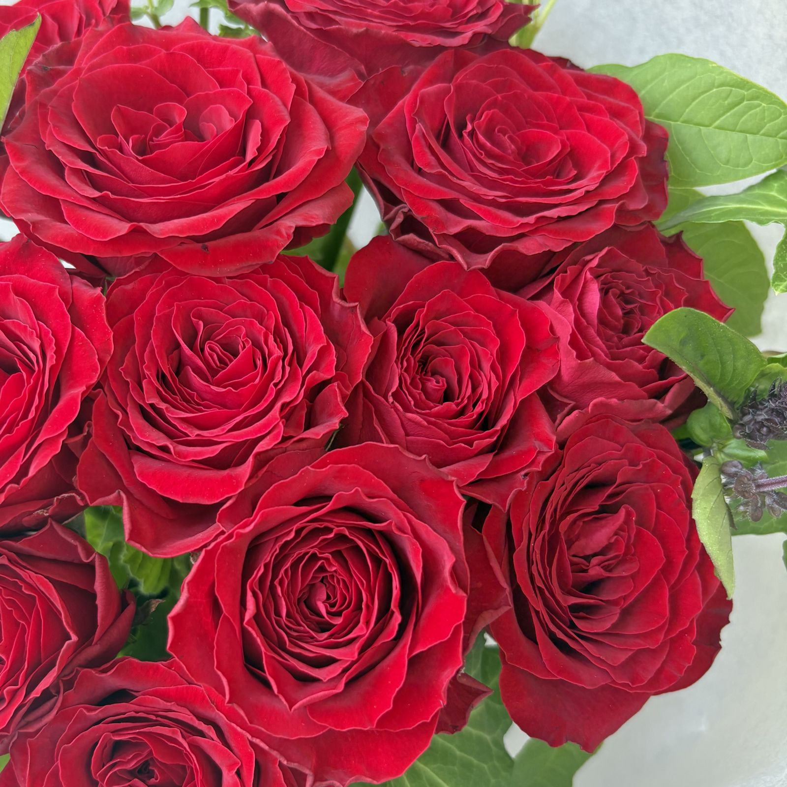 20本のバラのブーケ｜Red｜愛妻の日や記念日に