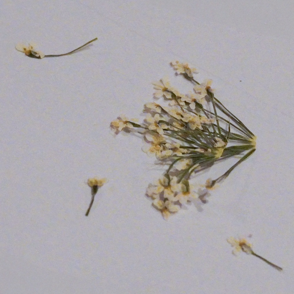 NAIL TIP LABO ドライフラワー ピュアホワイト 