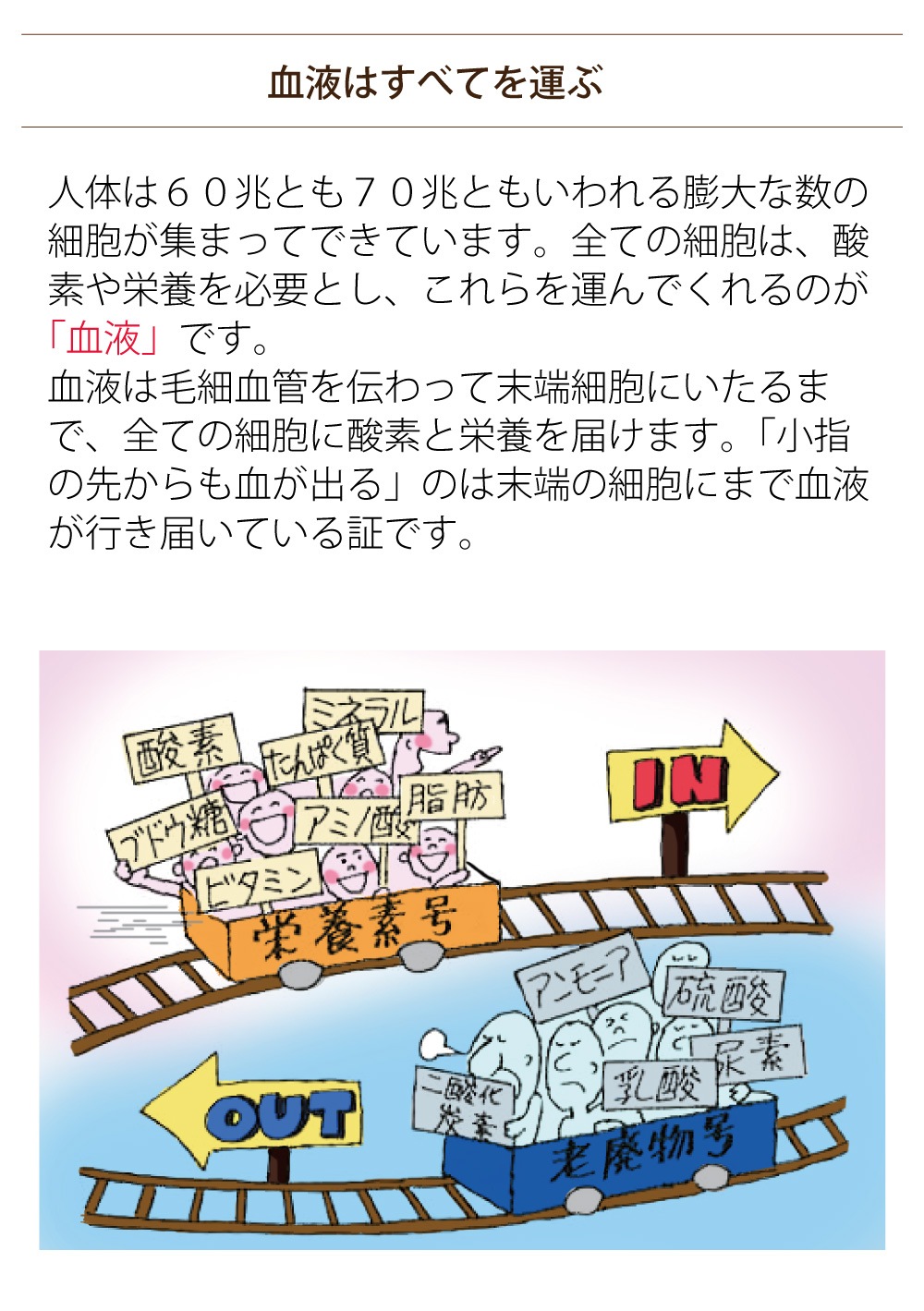 【1,000円クーポン対象】6/23(月)9:59まで【まとめ買い・ポイントアップ対象商品★1800円分】「ビューティキャップ１８０粒入り」抗酸化作用・冷えや花粉が気になる方へ ビタミンＥ ビタミンＡ イノシトール 送料無料