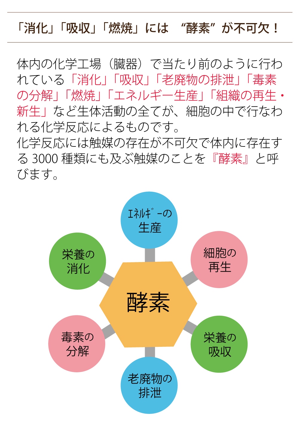 「グラノザイム(32粒)」酵素タブレット 食物酵素サプリで話題の酵素を美味しく手軽にチャージ！ 送料無料