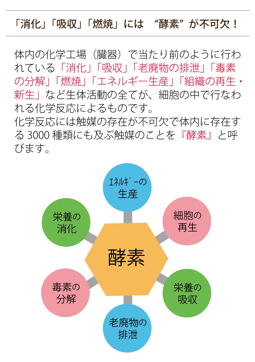 【まとめ買い・ポイントアップ対象商品★2000円分】「グラノザイム５箱(160粒)」酵素タブレット 食物酵素サプリで話題の酵素を美味しく手軽にチャージ！ 送料無料